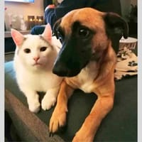 Schmusebacke Lady sucht ihre Familie!, Hündin zur Adoption