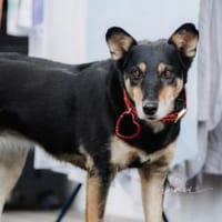 Wer schenkt Pearl ein Zuhause?, Hündin zur Adoption