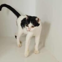 Dana, verspielte Schmusekatze,3J 85591, Katze zur Adoption
