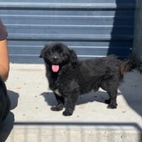 Nico hofft auf sein HAPPY-END, Hund zur Adoption