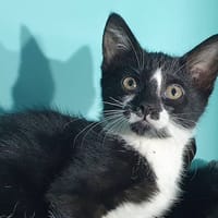 RICO CHA, chat à adopter