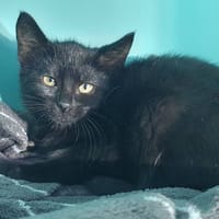 DARLING CHA, chatte à adopter