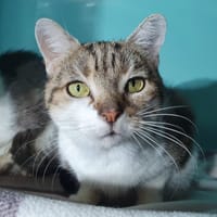JACOTTE CHA, chatte à adopter