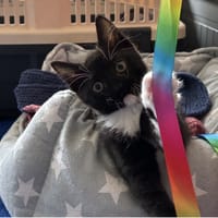 GALANE, chatte à adopter