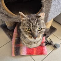 SPIDER, chat à adopter