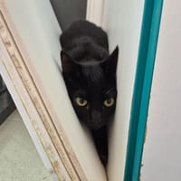 SKELLINGTON, chat à adopter