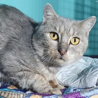 FRANCOIS CHA, chat à adopter