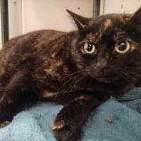 Carlita, chatte à adopter