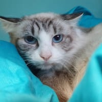 COOKIE CHA, chatte à adopter