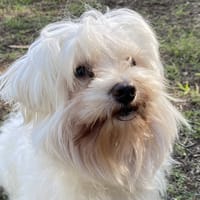GEORGES, chien à adopter