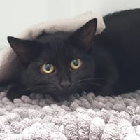LILO CHA, chatte à adopter