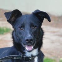 JOTIMARRON CHAO, chien à adopter