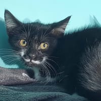 MASON CHA, chat à adopter