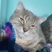 LUCAS CHA, chat à adopter