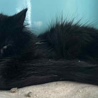 Sopalin, chat à adopter