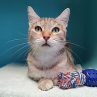 TAGADA CHA, chatte à adopter
