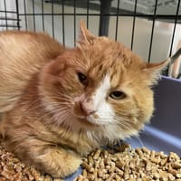 ANACLET, chat à adopter