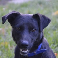ZITROUILLE CHAO, chienne à adopter