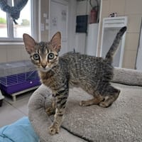Mario, chat à adopter