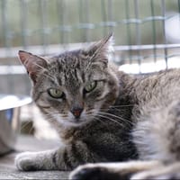 Arya, chatte à adopter