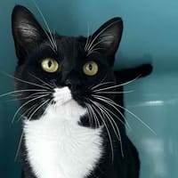 sheitan, chat à adopter