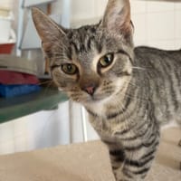 WINA, chatte à adopter