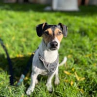 MAYA, chienne à adopter