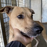 PEPIN, chien à adopter