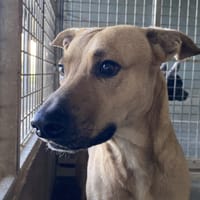 PEPIN, chien à adopter