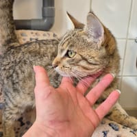 FRANKENSTEIN, chat à adopter