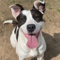 GERALDINE, chienne à adopter