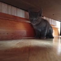 CHESTER QCT, chat à adopter