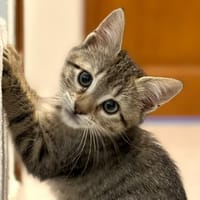 Eclipse [Chaton], chatte à adopter