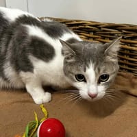 DUMAN, chat à adopter