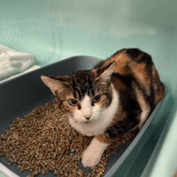 CLEO, chatte à adopter