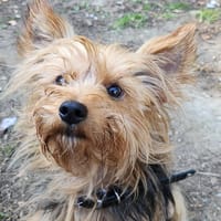 RUBEN, chien à adopter