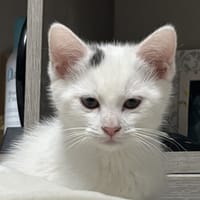 LOLA, chatte à adopter