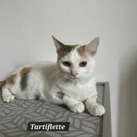 TARTIFLETTE, chatte à adopter