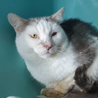 JEAN ERIC CHA, chat à adopter