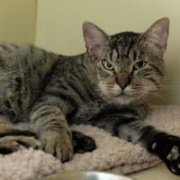 Baron PAB27658, chat à adopter