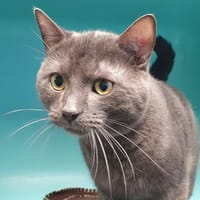 NEMO CHA, chat à adopter