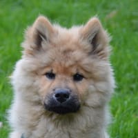 CIDER CHAO, chienne à adopter
