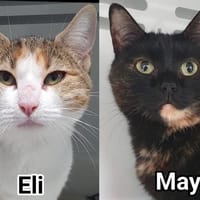 MAYA CHA, chatte à adopter
