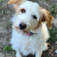 GUCCI, chienne à adopter