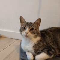 AMBRE, chatte à adopter