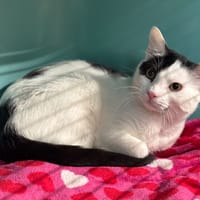 Happy Cab4733, chat à adopter