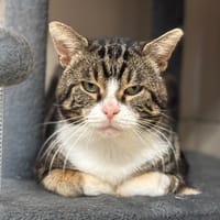 Angus CAB4594, chat à adopter