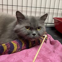 JOSIE, chatte à adopter