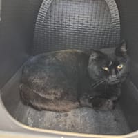 SALEM, chat à adopter