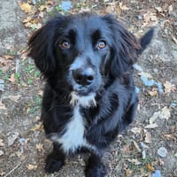 HARLEY, chien à adopter